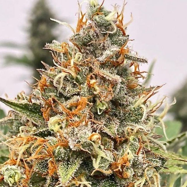 Atlas Seed Mendo Butter