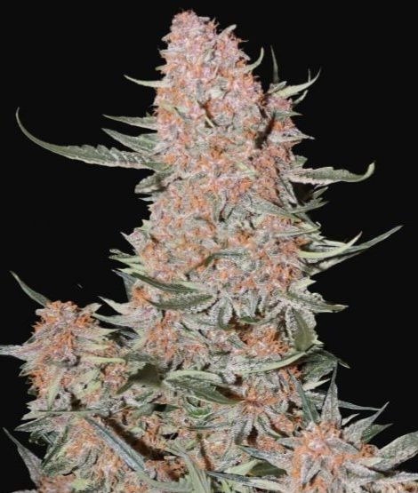 FastBuds Ztrawberriez