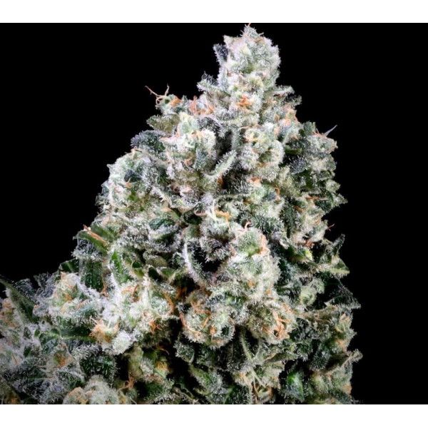 Atlas Seed Papaya Candy